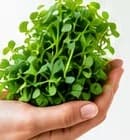 A hand holding a small bunch of fresh microgreens