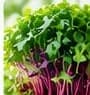 Tray of microgreens