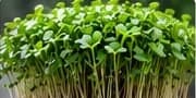 Broccoli microgreens growing in a tray