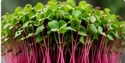 Radish microgreens with pink stems