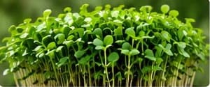 Broccoli microgreens growing in a tray