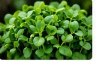 Fenugreek microgreens with small round leaves