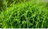 Pea shoot microgreens with tendrils