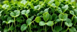 Sunflower microgreens with broad leaves