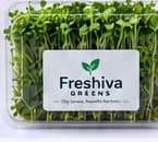 Freshiva Greens Premium plan pack of fresh microgreens