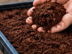 Hands holding natural cocopeat growing medium