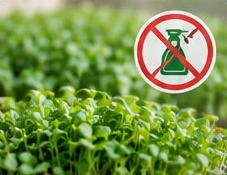 Microgreens tray with a no-pesticide symbol