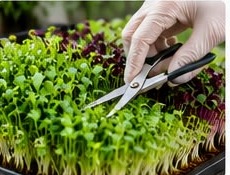 Microgreens being harvested with scissors