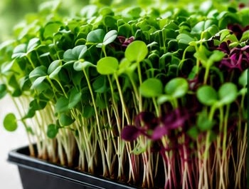 A tray of mixed green and purple microgreens