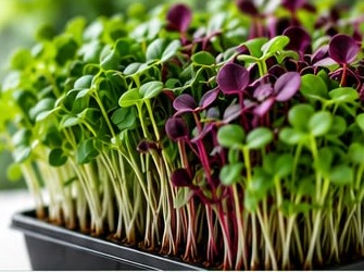 A tray of green and purple microgreens grown by Freshiva Greens