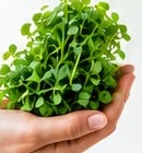 A hand holding a small bunch of fresh microgreens