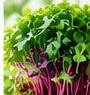 Tray of microgreens