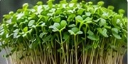 Broccoli microgreens