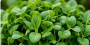 Fenugreek microgreens