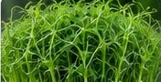 Pea shoot microgreens