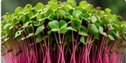 Radish microgreens with pink stems