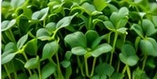 Sunflower microgreens
