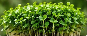 Broccoli microgreens growing in a tray