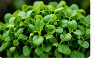 Fenugreek microgreens with small round leaves