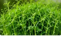Pea shoot microgreens with tendrils