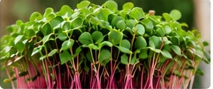 Radish microgreens with pink stems