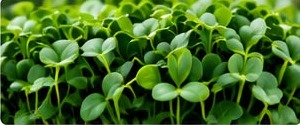 Sunflower microgreens with broad leaves