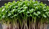 Broccoli microgreens growing in a tray