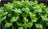 Fenugreek microgreens with small round leaves