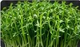 Pea shoot microgreens with curly tendrils