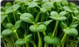Sunflower microgreens with broad green leaves